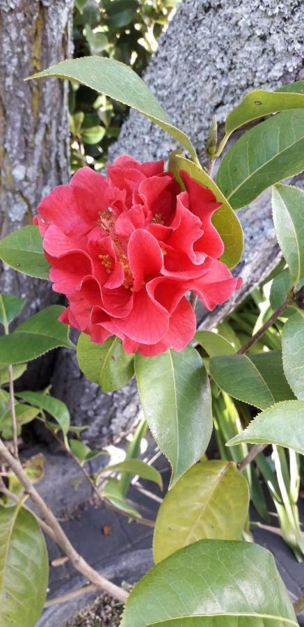 Quinta Das Camelias - Acores Ponta Delgada  Luaran gambar